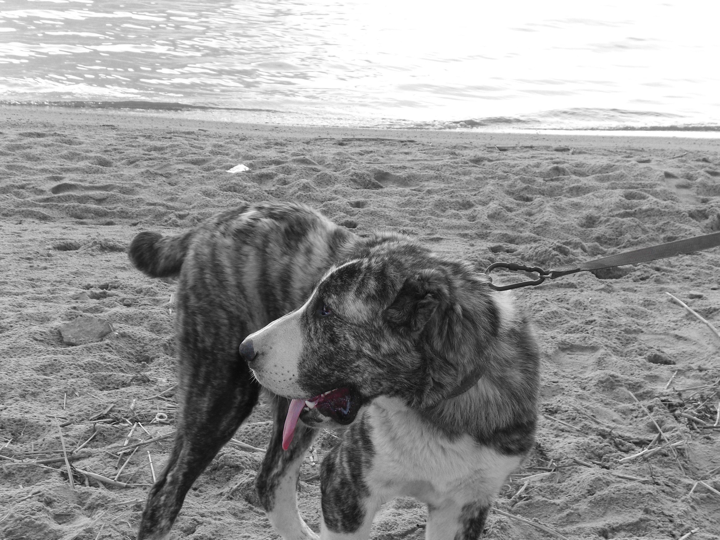 dog on a beach