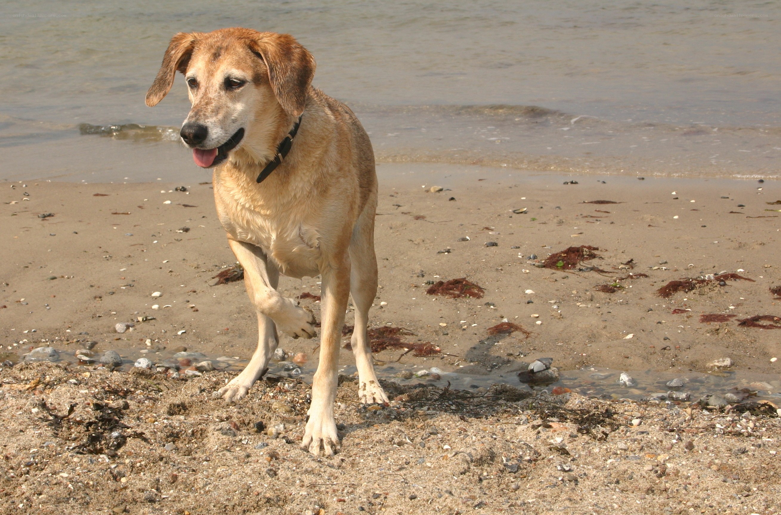 Dog on a beach