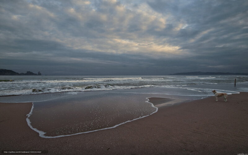 dog on a beach at dusk