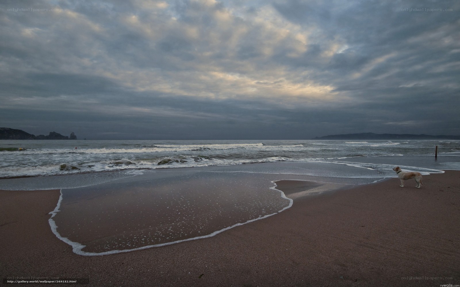dog on a beach at dusk