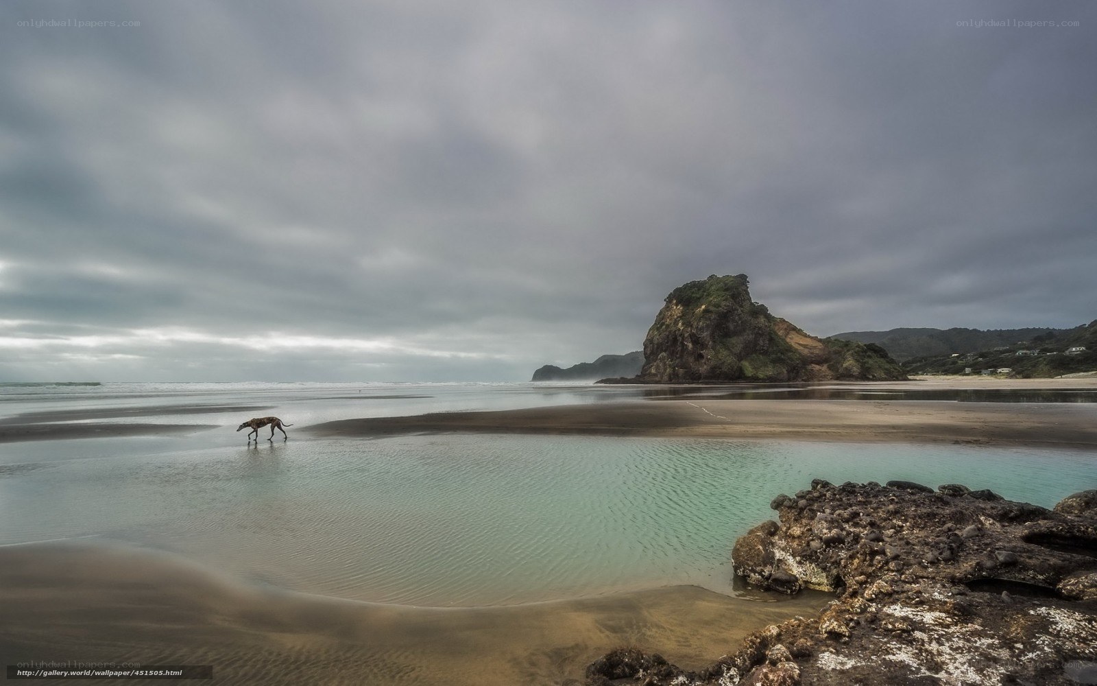 dog on a beach at low tide