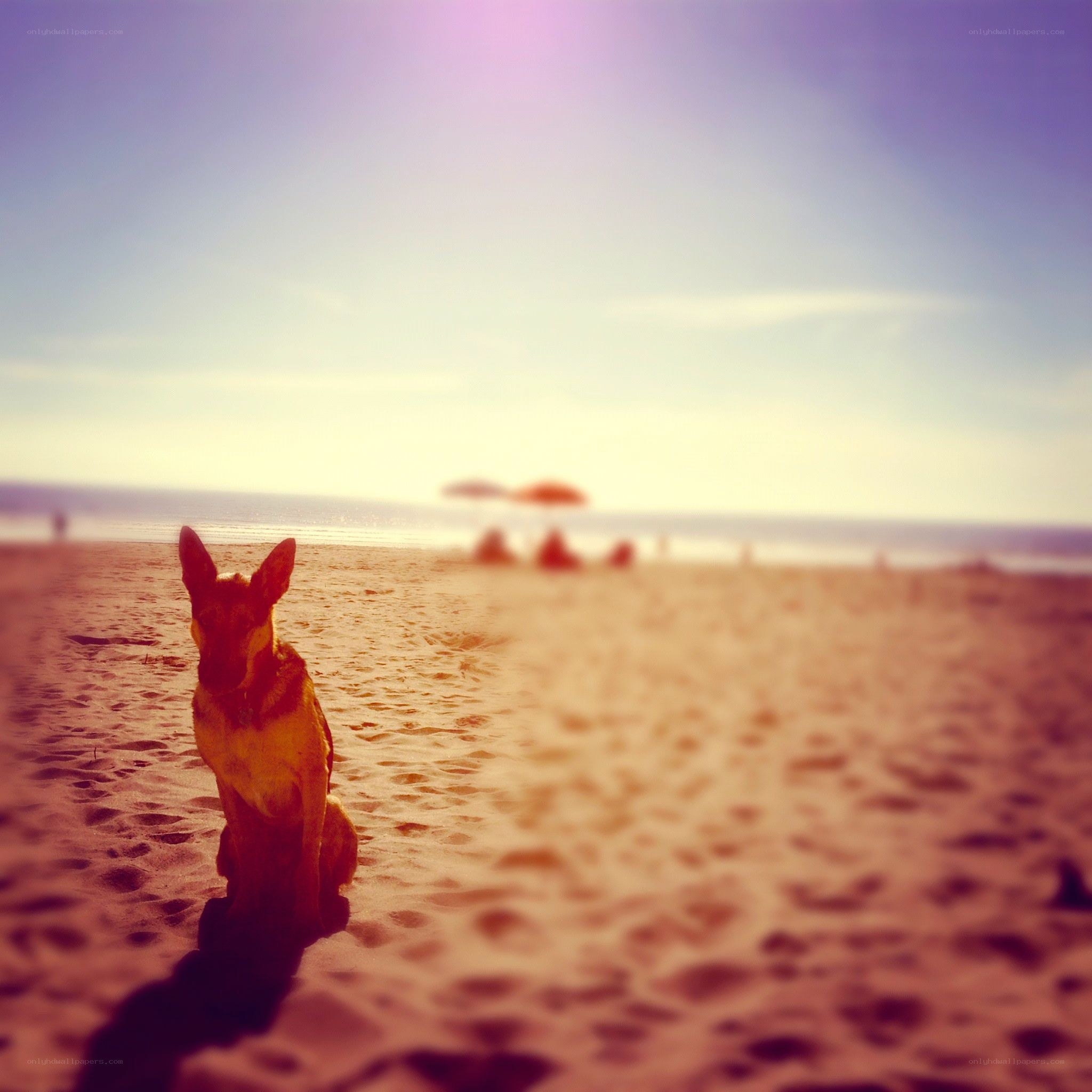 Dog on a beach at sunset