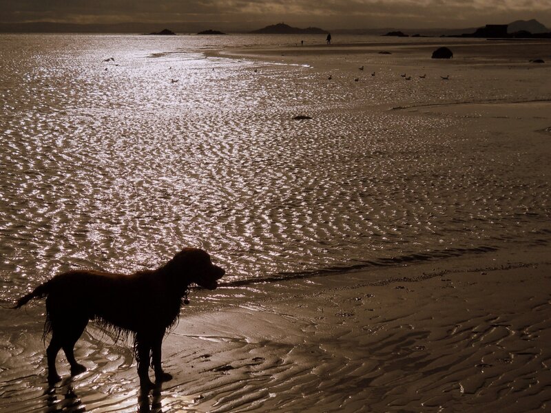Dog on a beach at sunset