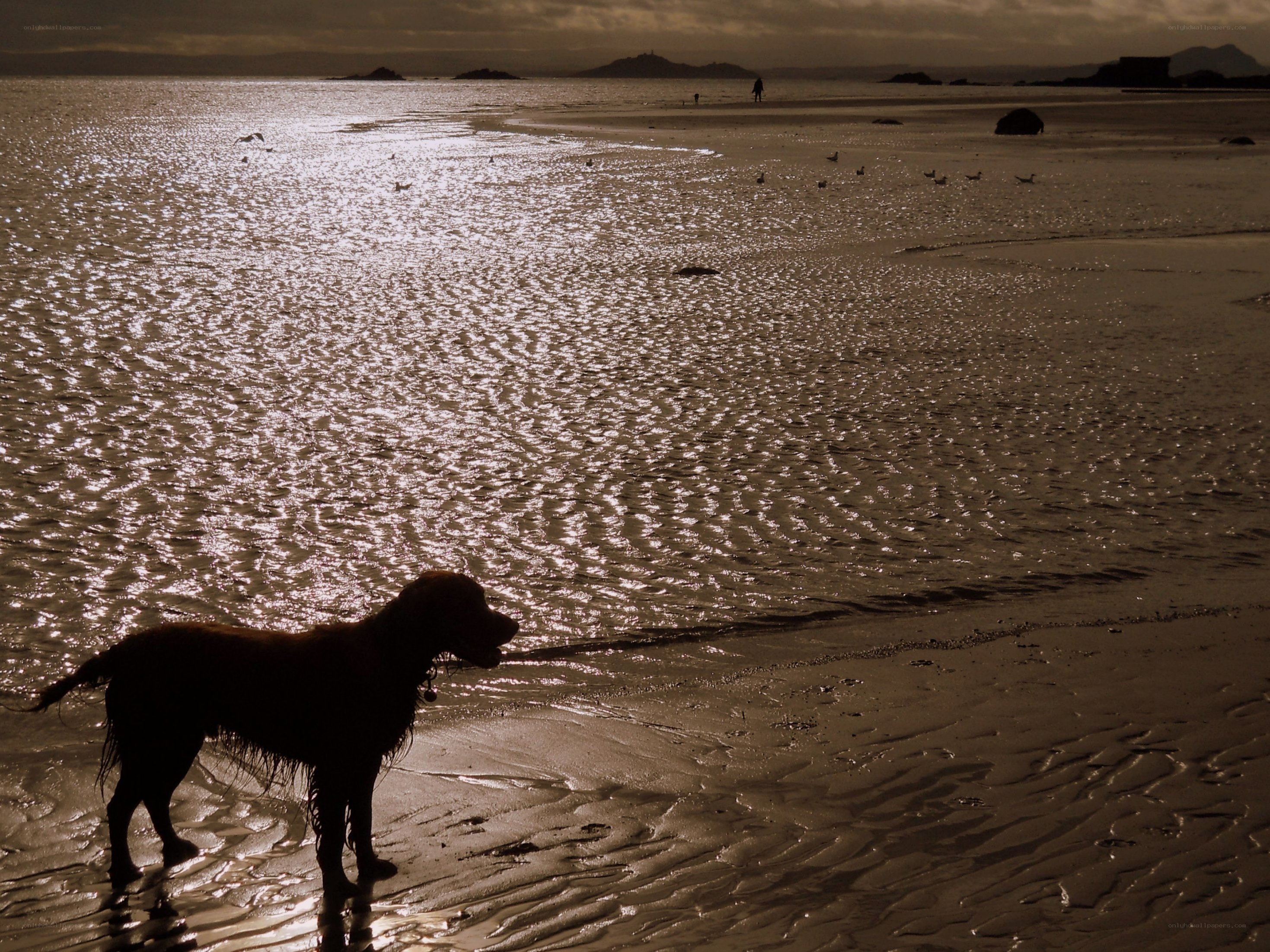 Dog on a beach at sunset