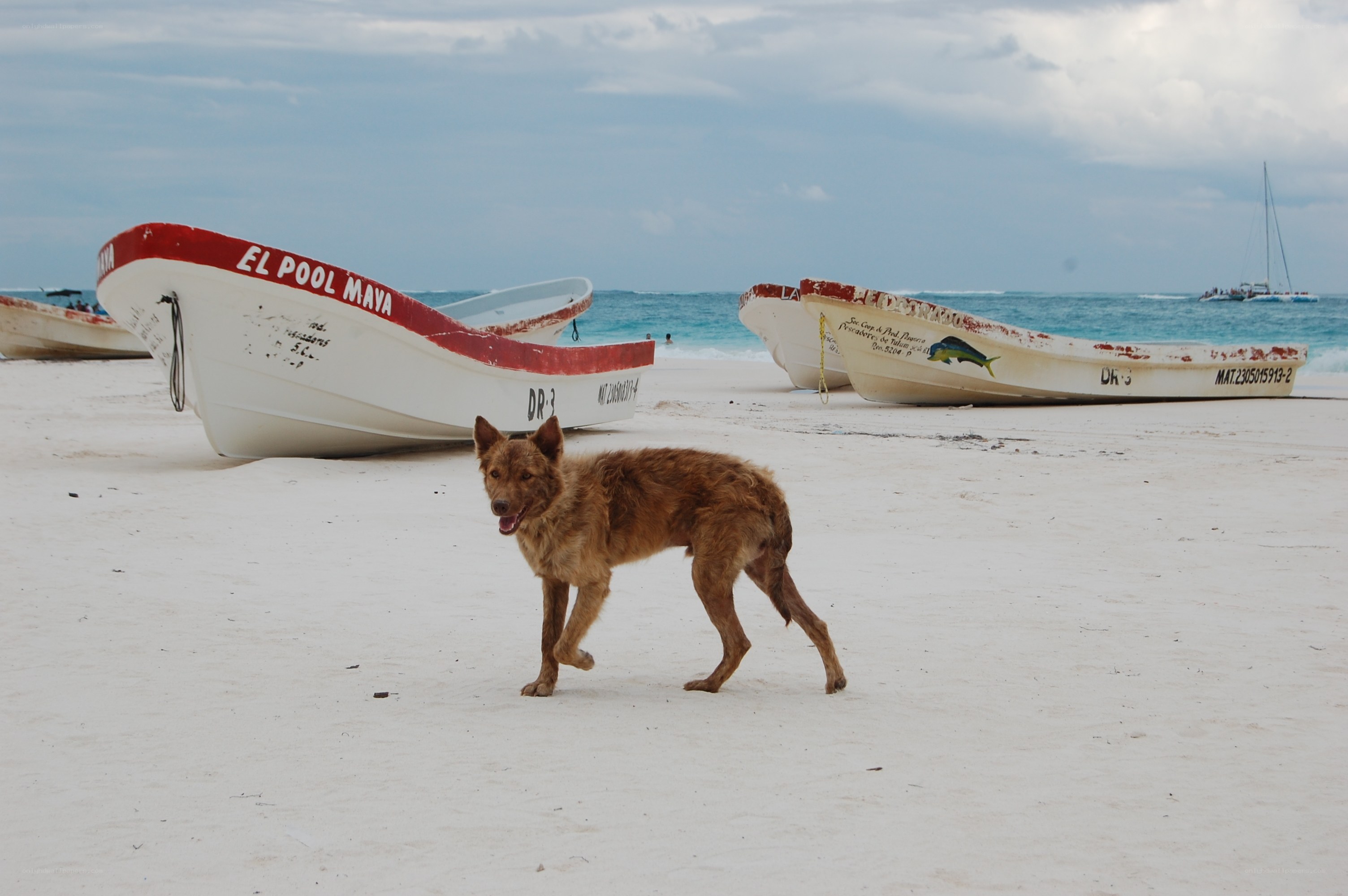 Dog on a beach with boats