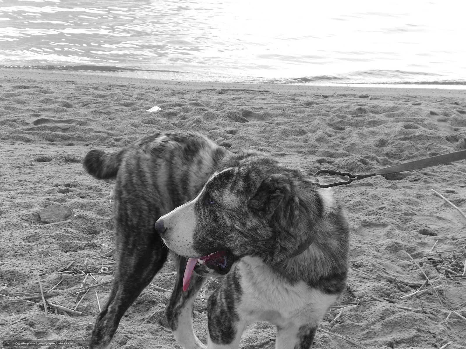 dog on a beach