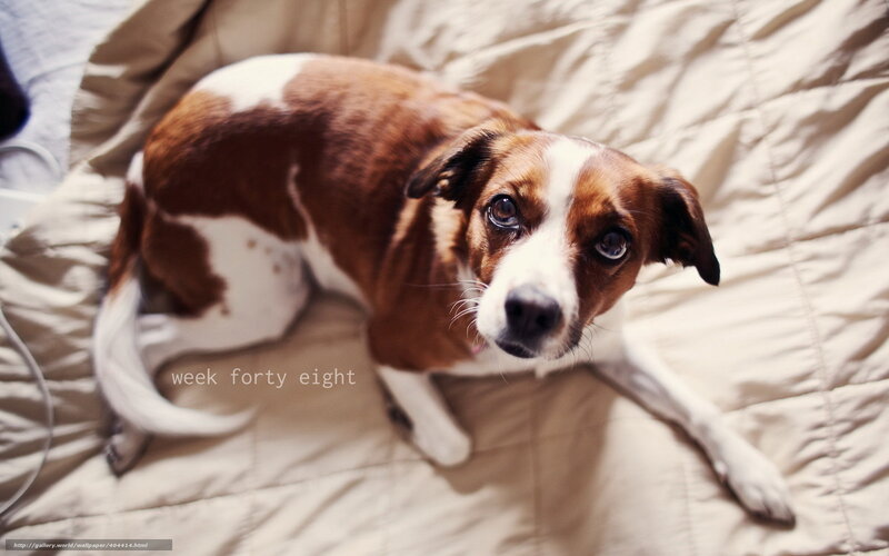 dog on a bed