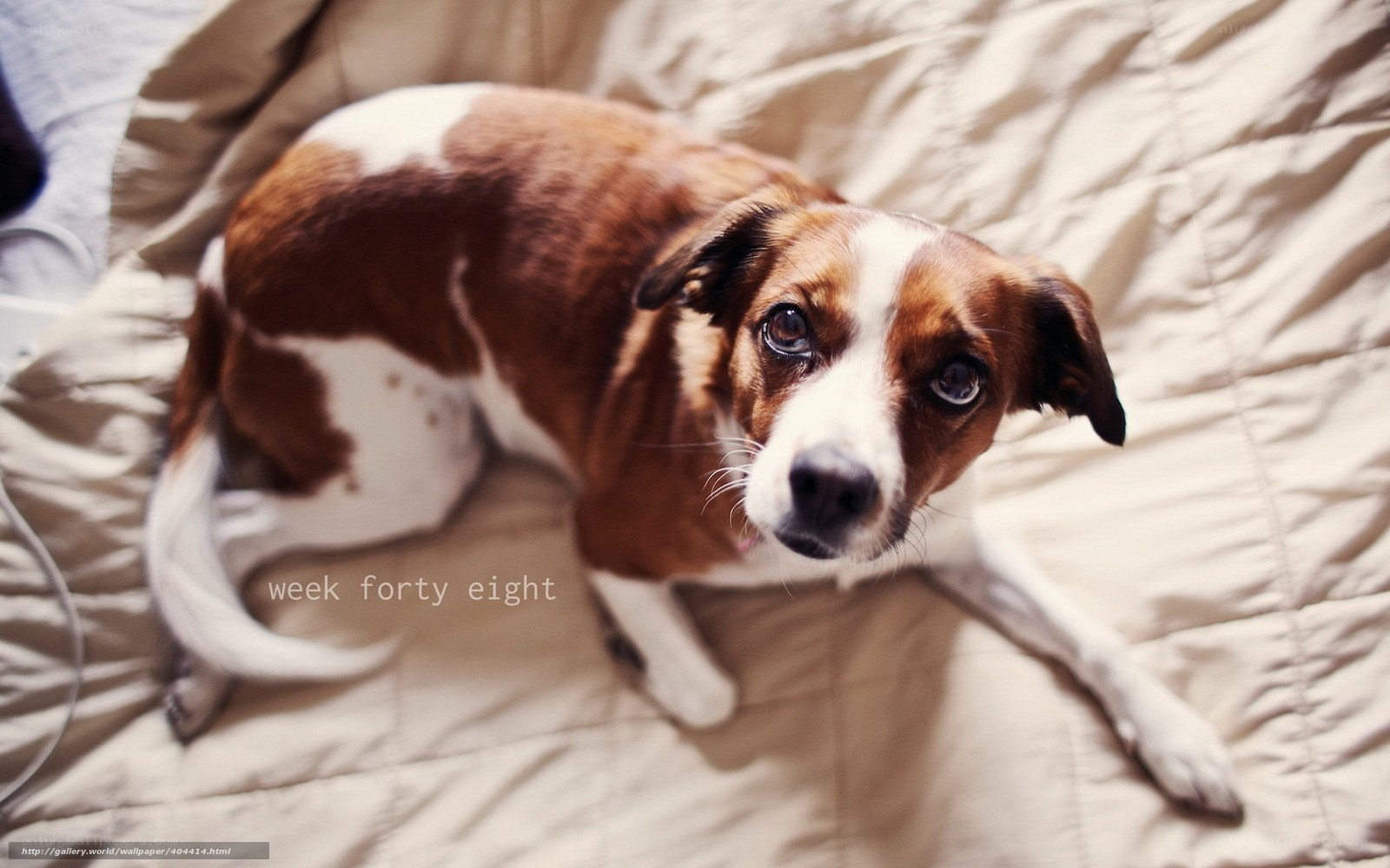 dog on a bed