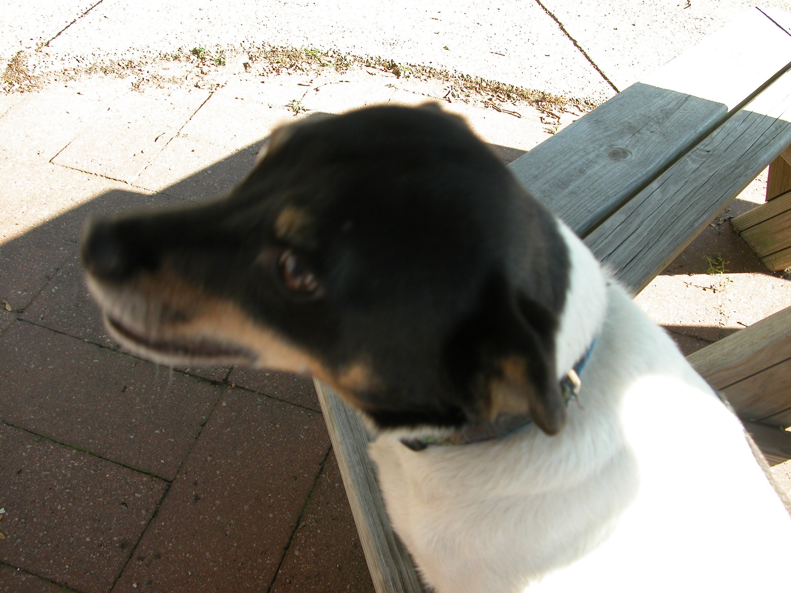 dog on a bench outdoors