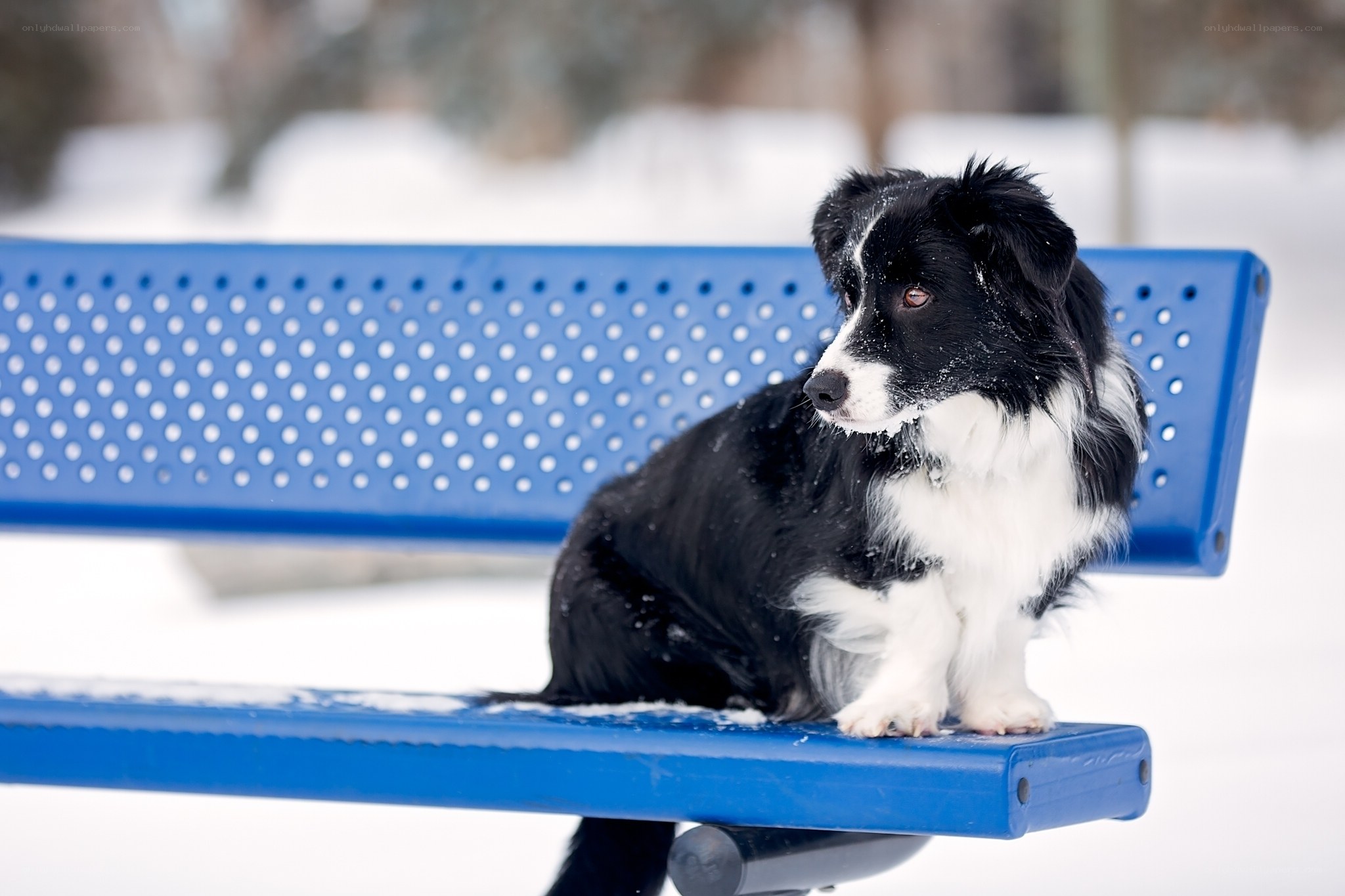 Dog on a blue bench in snow