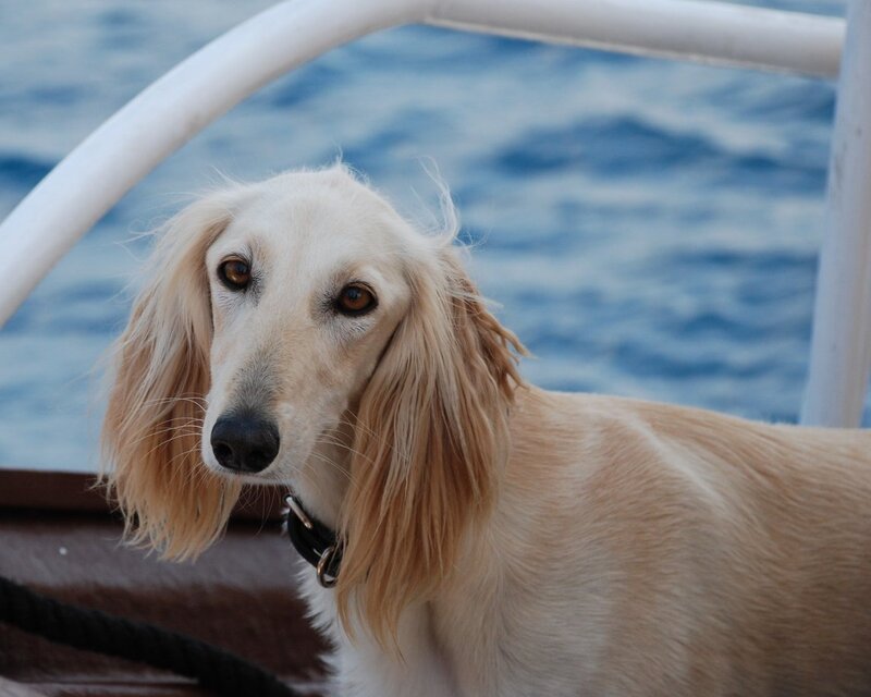 dog on a boat