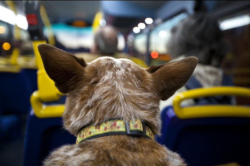 Dog on a Bus