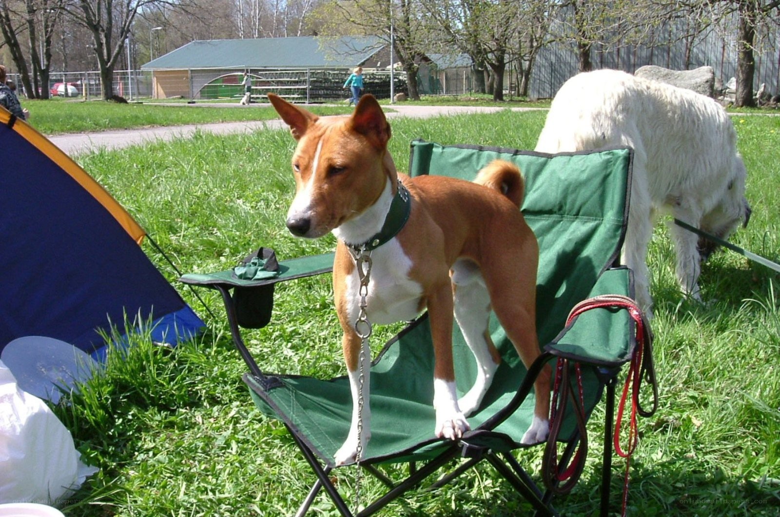 Dog on a camping chair