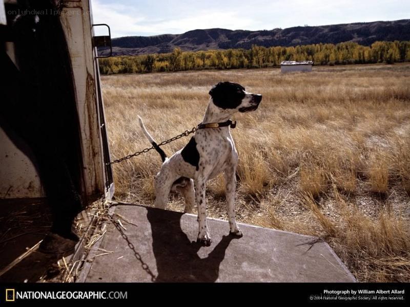 Dog on a chain in a field