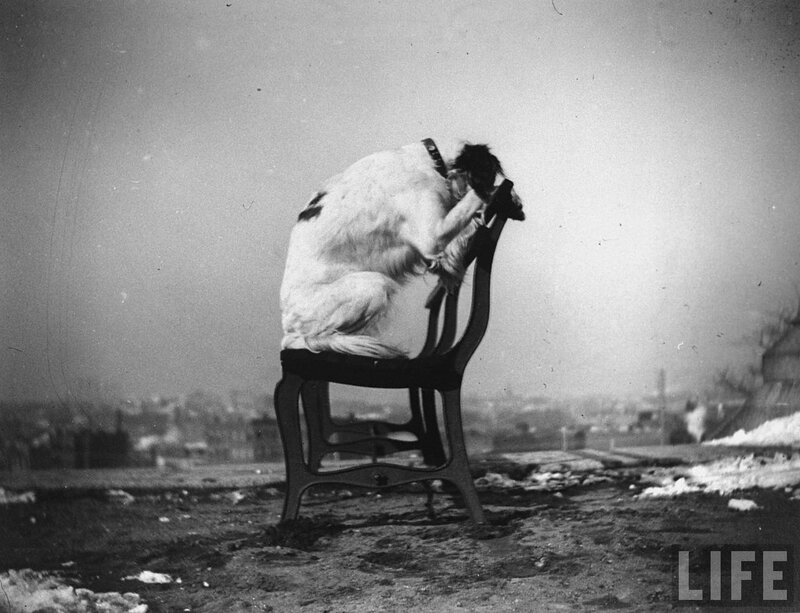 dog on a chair in winter