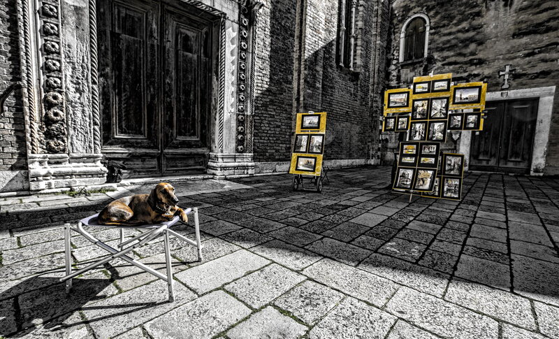 Dog on a Chair