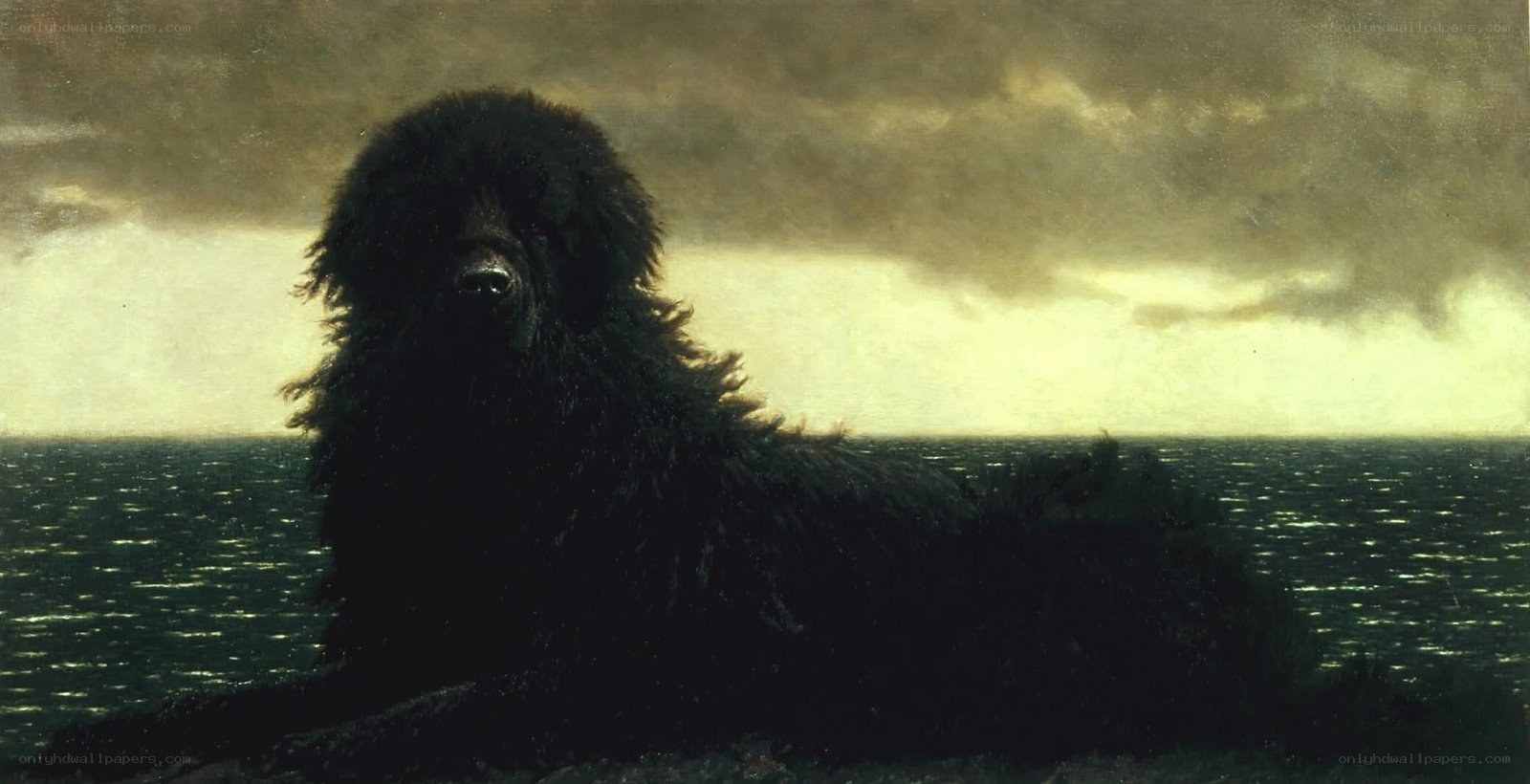 Dog on a cliff at sunset