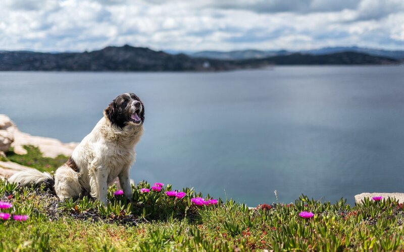 Dog on a cliff by the sea