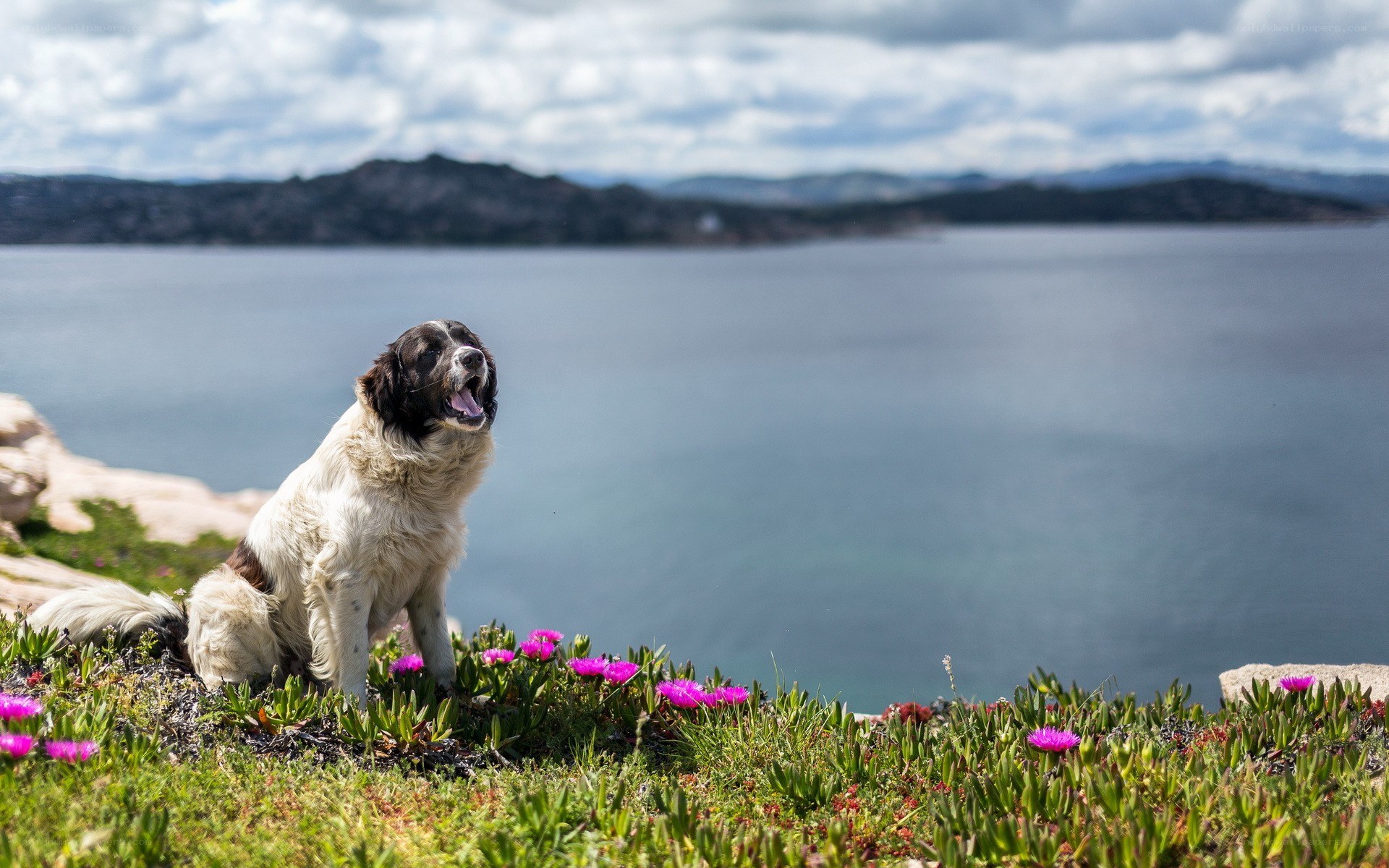 Dog on a cliff by the sea