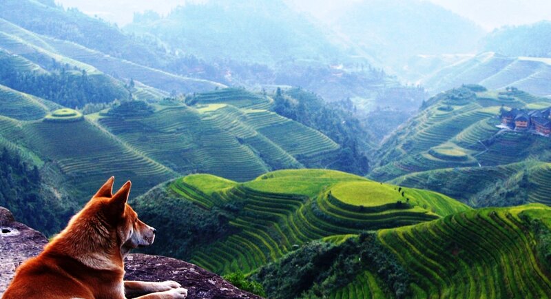 Dog on a Cliff — Green