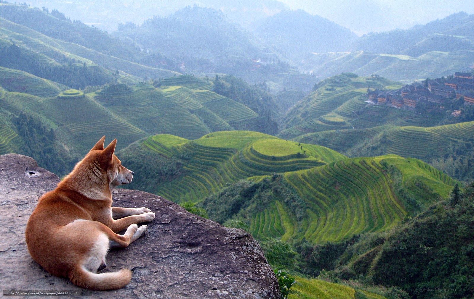 Dog on a cliff overlooking rice terraces