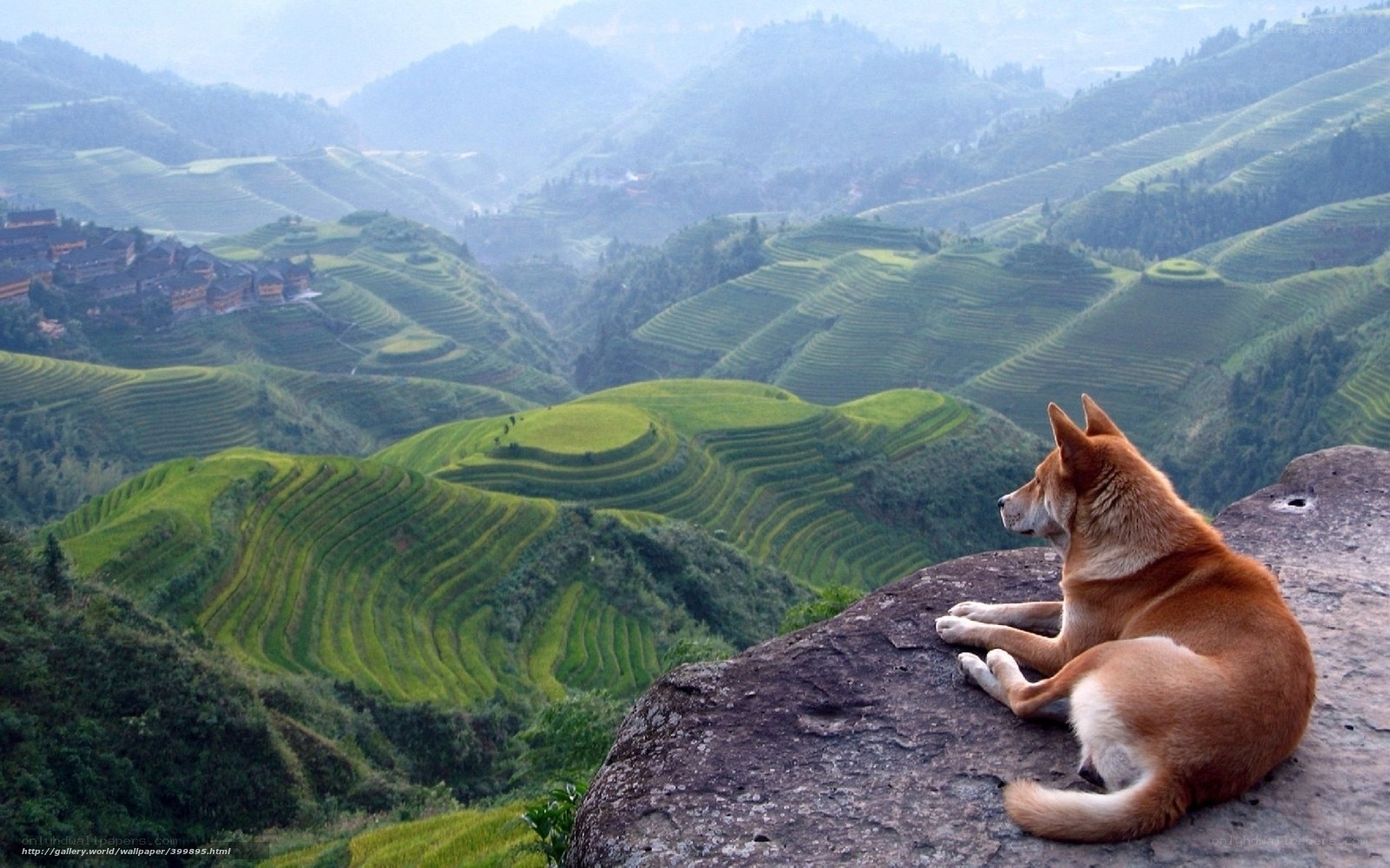 Dog on a cliff overlooking terraced fields