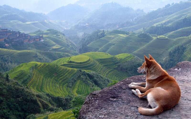 Dog on a cliff overlooking terraces