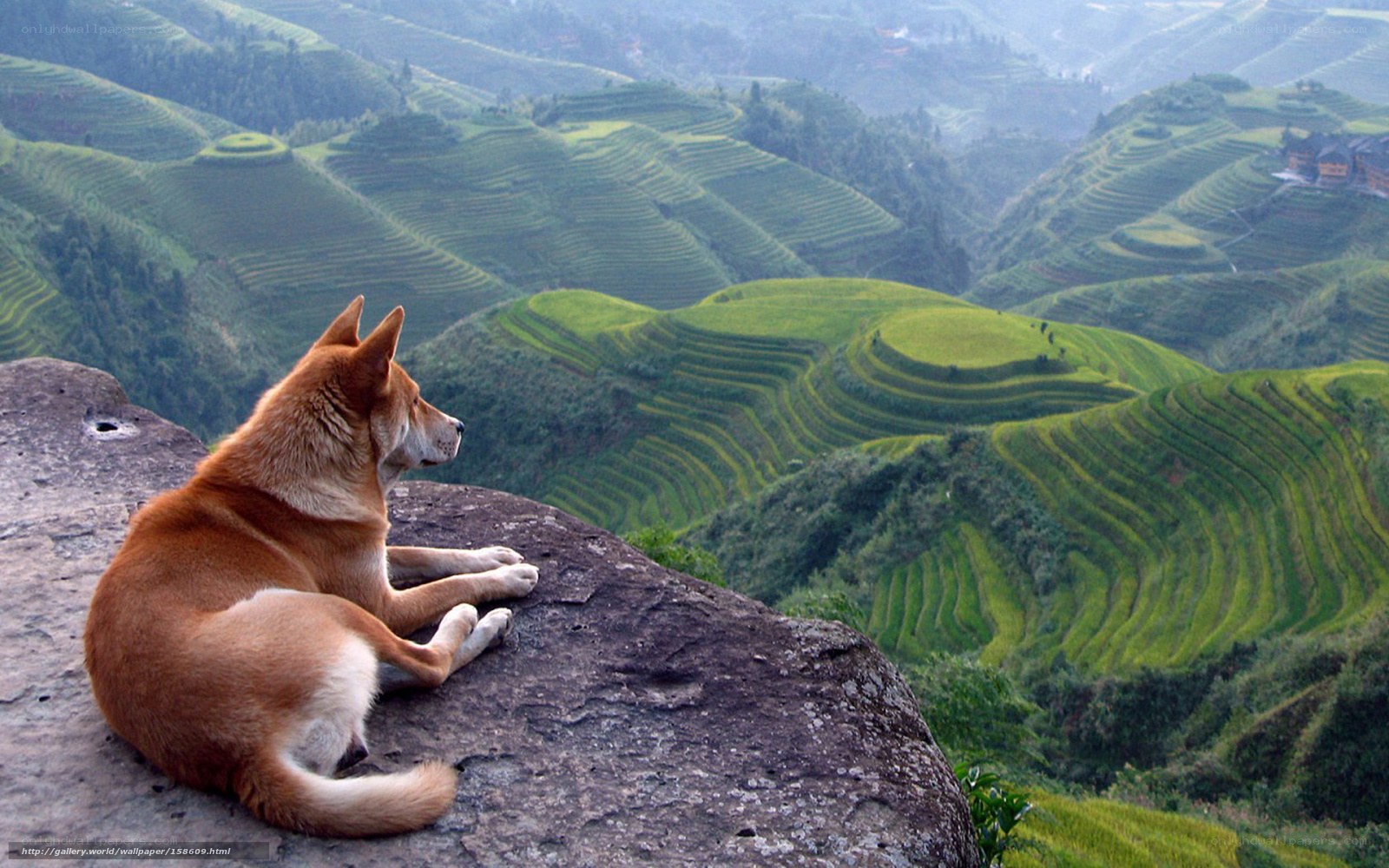 Dog on a cliff overlooking terraces
