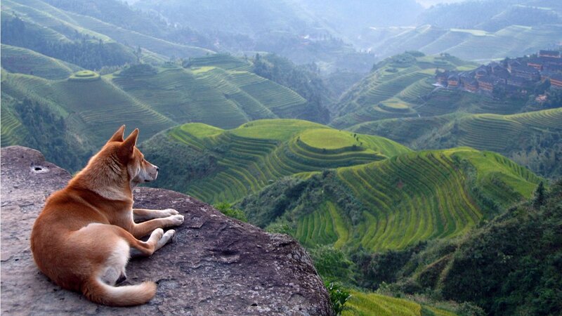 Dog on a cliff overlooking terraces