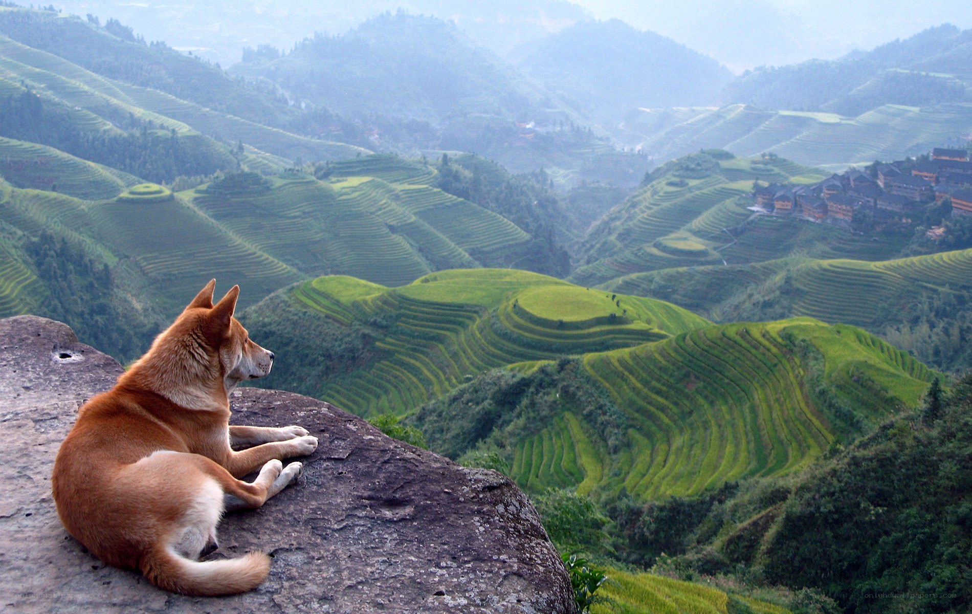 Dog on a cliff overlooking terraces