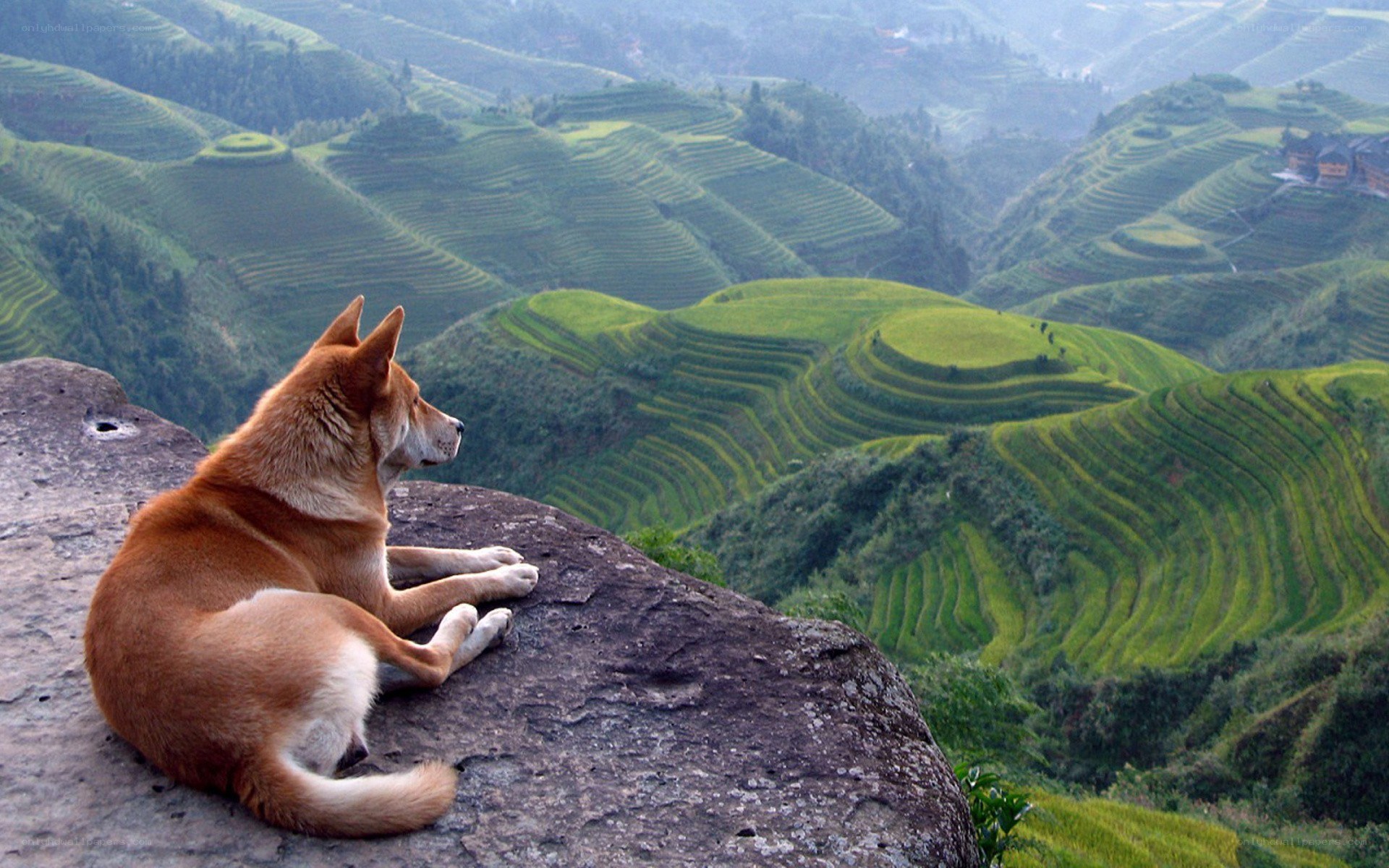 Dog on a cliff overlooking terraces