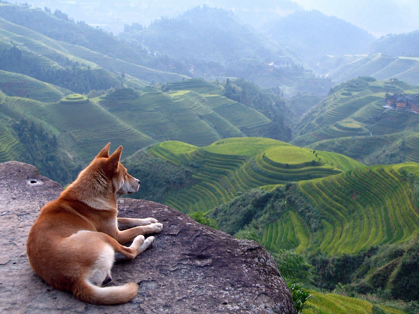 Dog on a cliff overlooking terraces