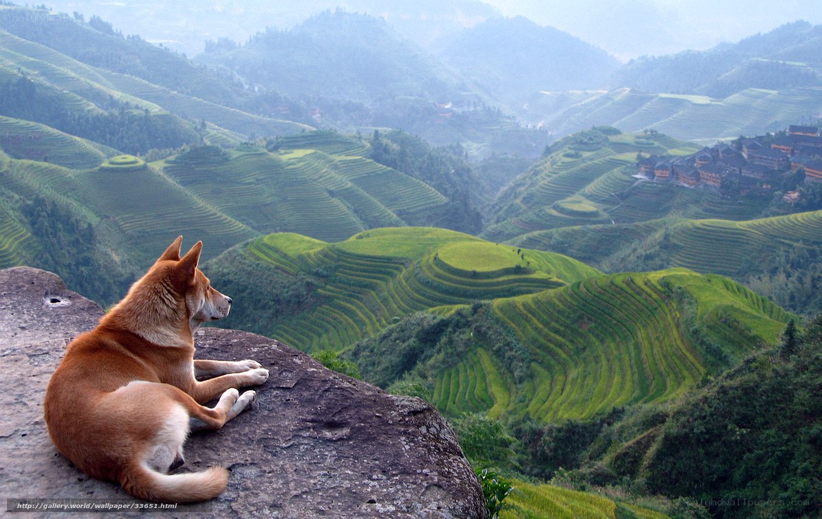 Dog on a cliff overlooking terraces