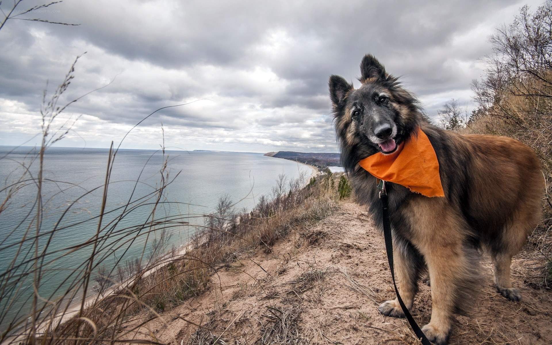Dog on a cliff overlooking the lake