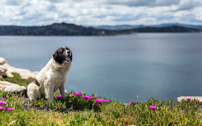 Dog on a Cliff