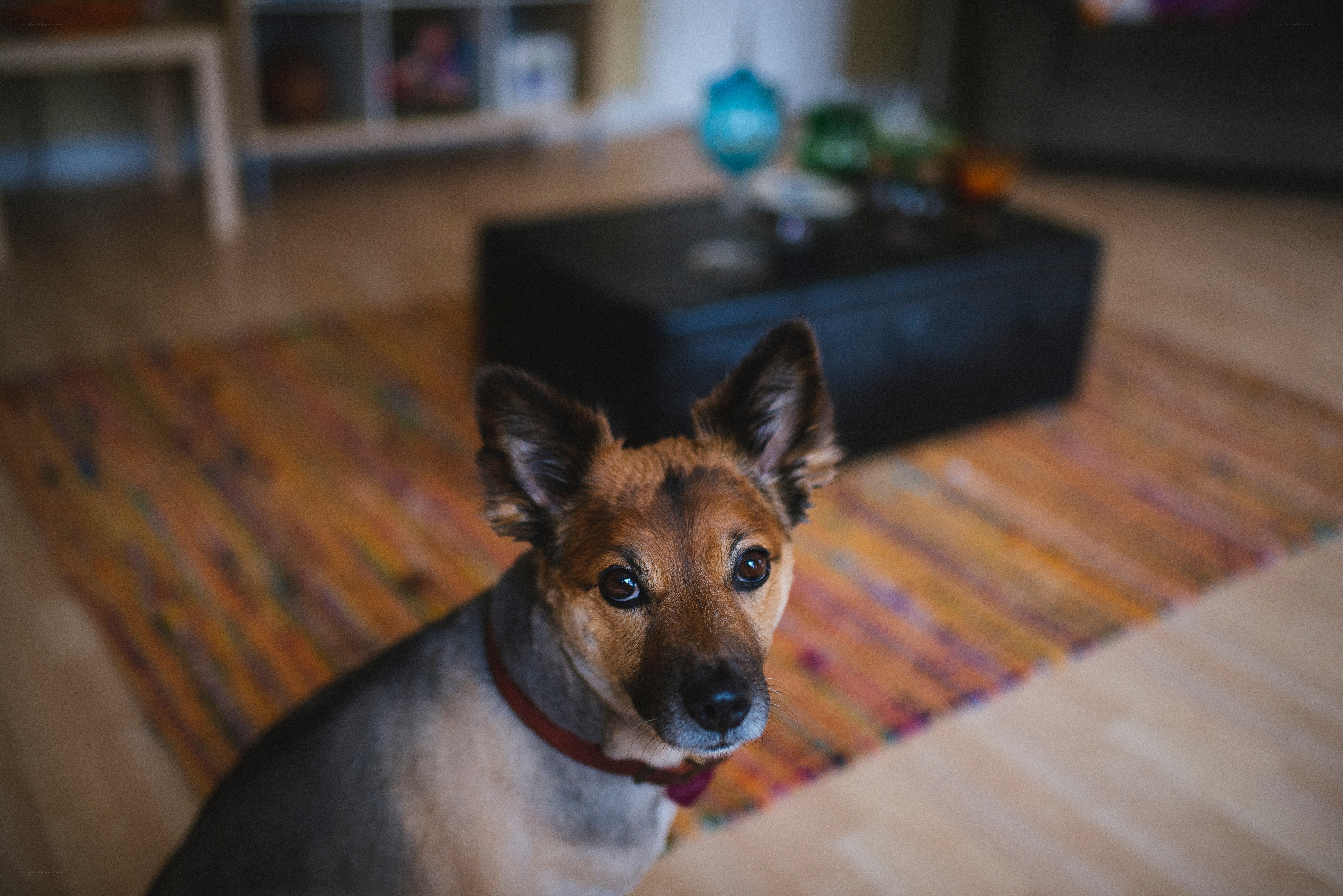 dog on a colorful rug