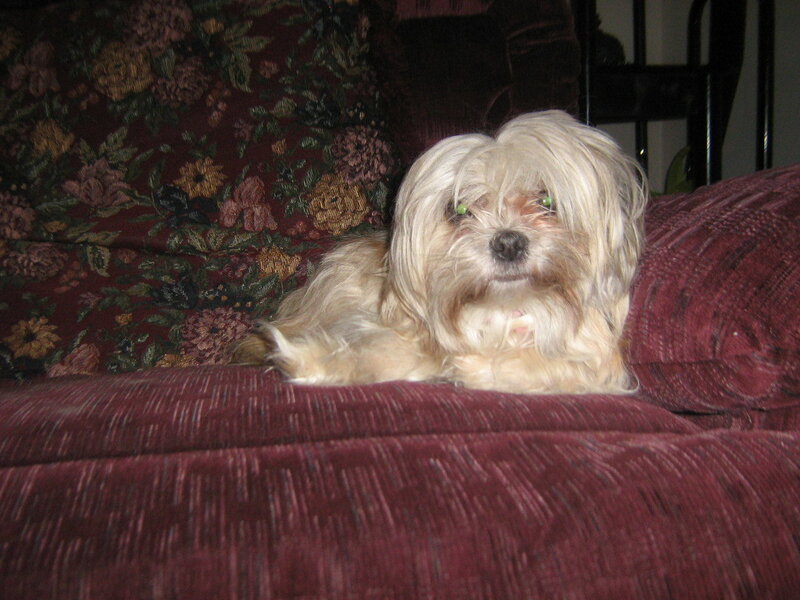 dog on a couch