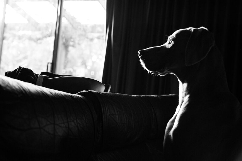 Dog on a Couch — Black