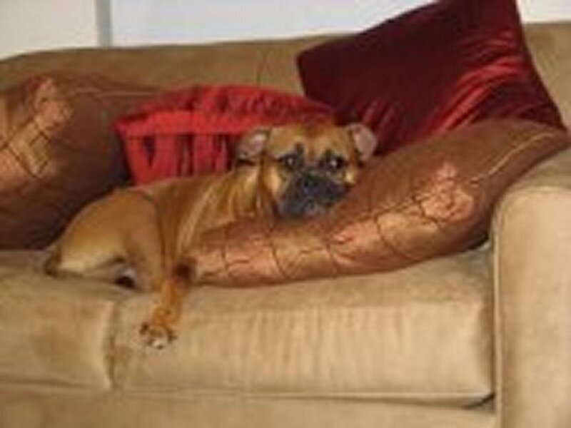 Dog on a Couch — Brown, Relaxed