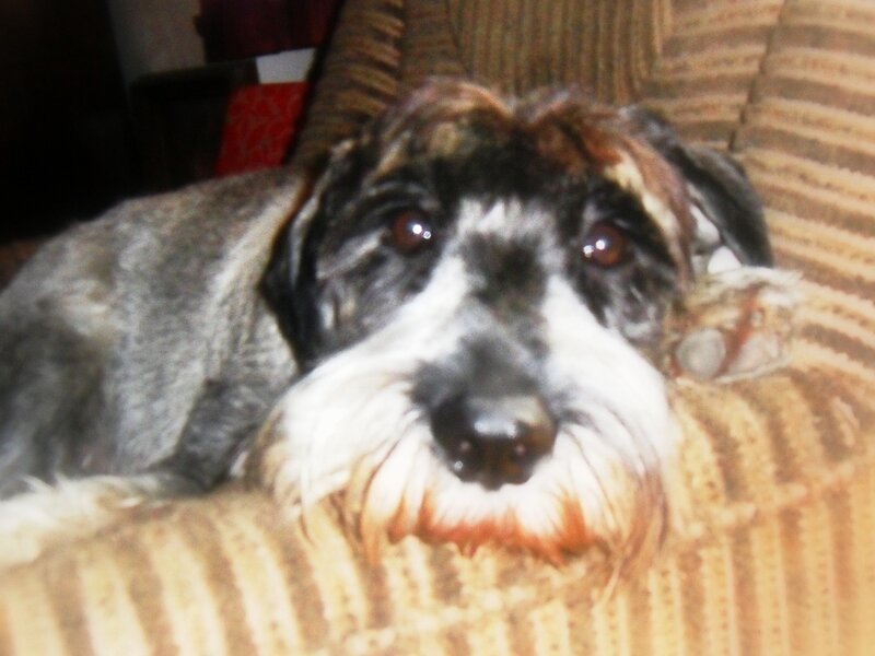 Dog on a Couch — Brown