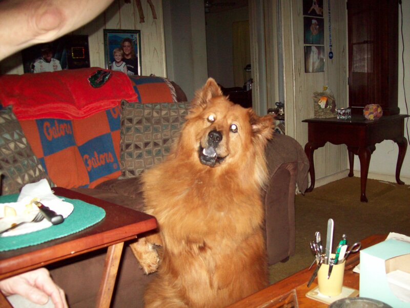 dog on a couch in living room