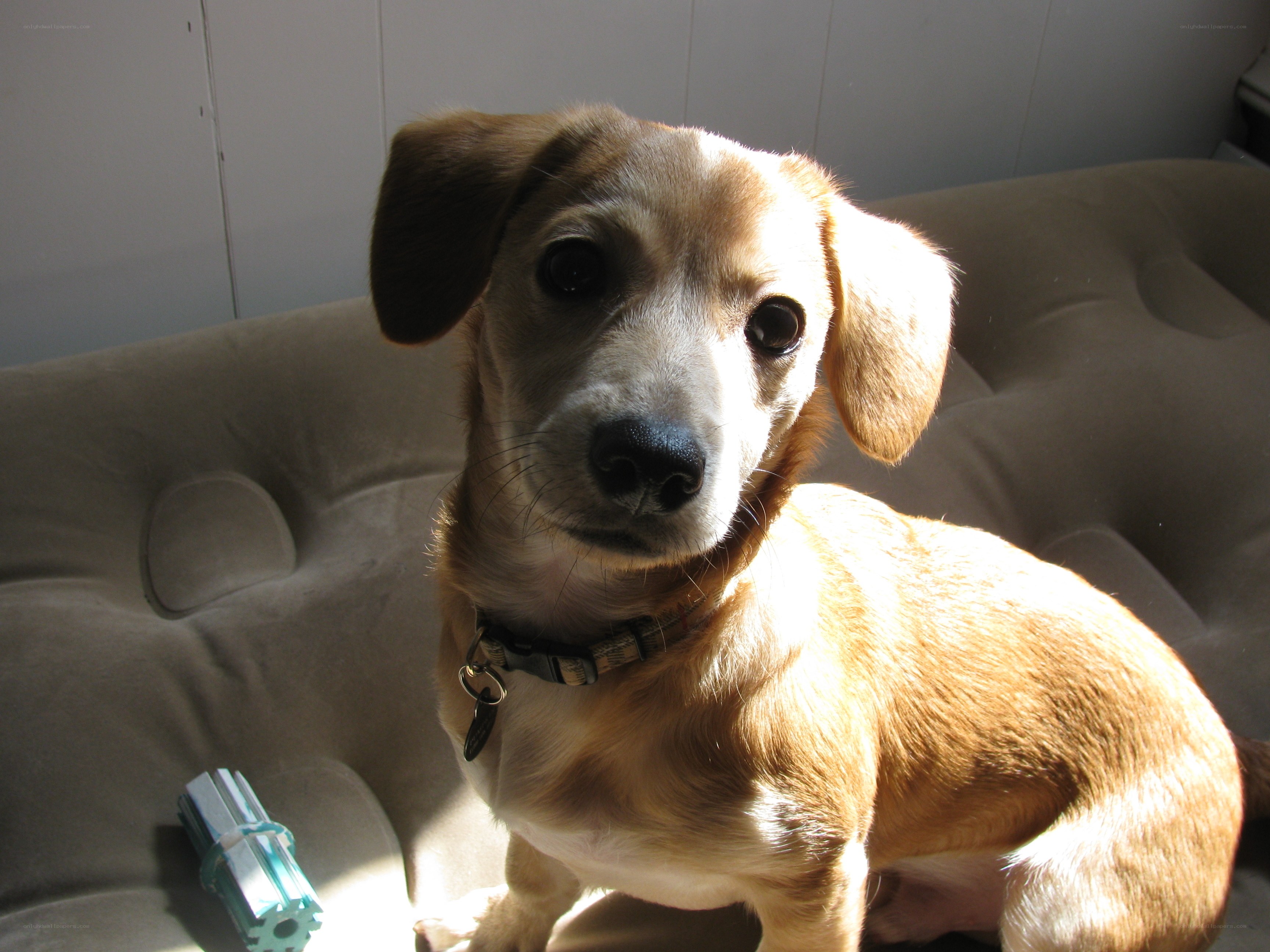 dog on a couch in sunlight