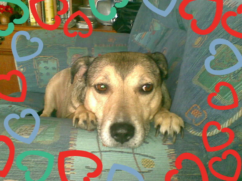 dog on a couch with hearts