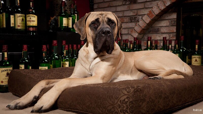 dog on a cushion with liquor bottles