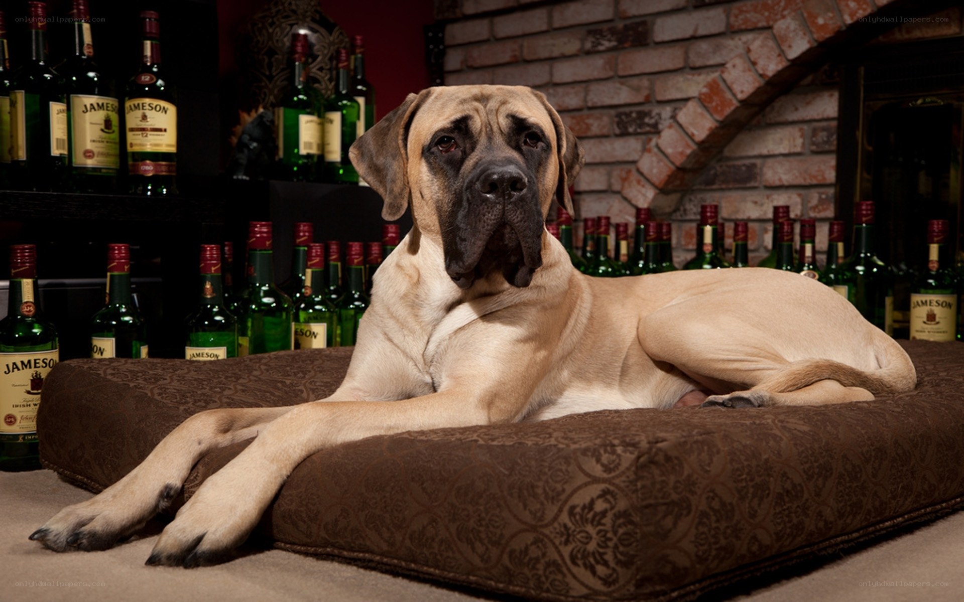 dog on a cushion with whiskey bottles