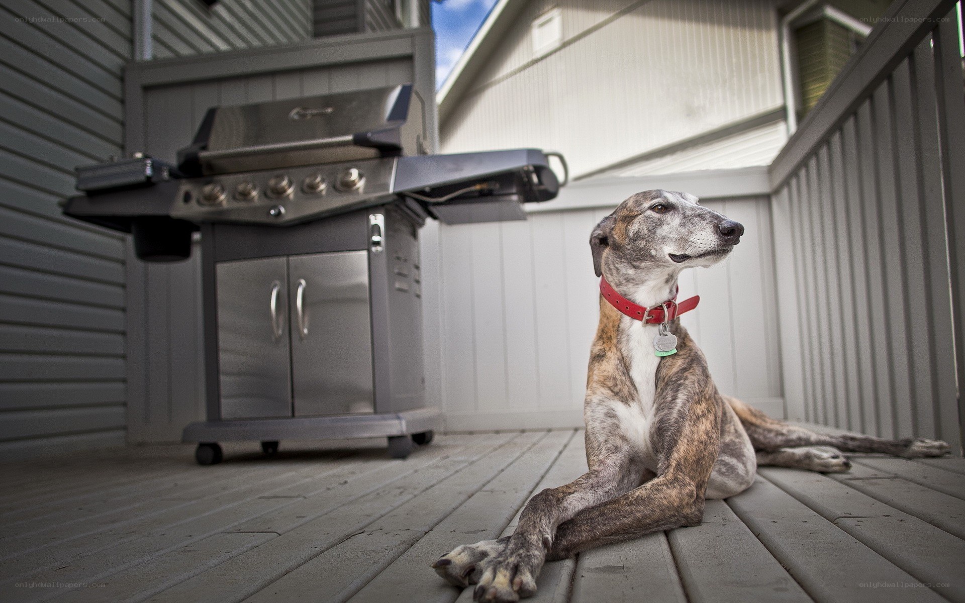 dog on a deck with grill