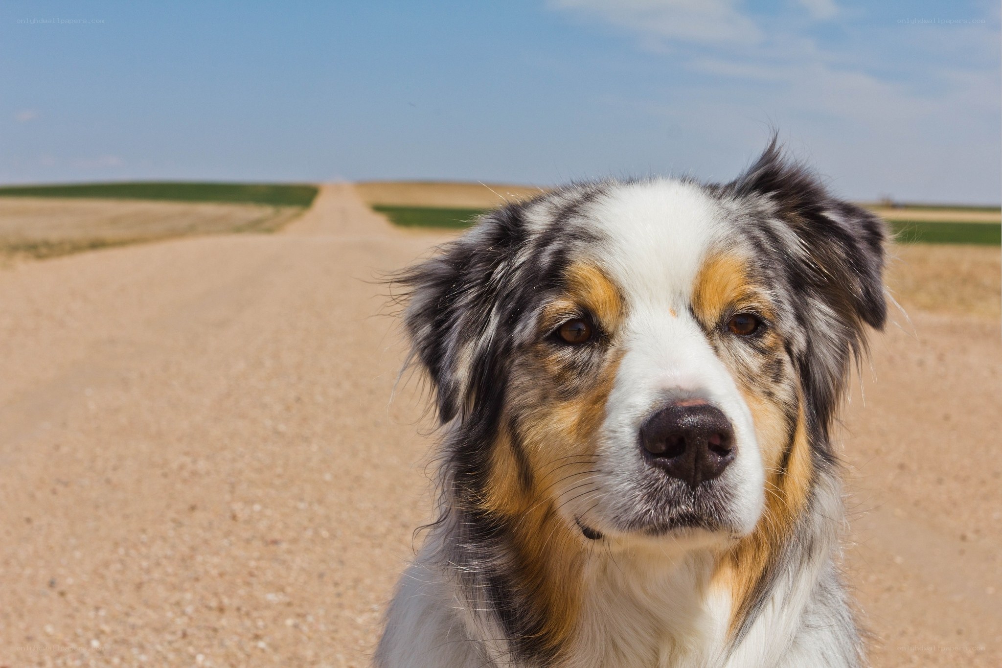 dog on a dirt road