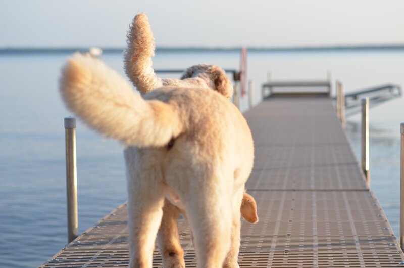 dog on a dock at sunset