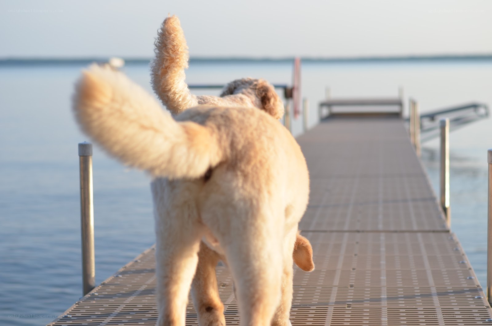 dog on a dock at sunset