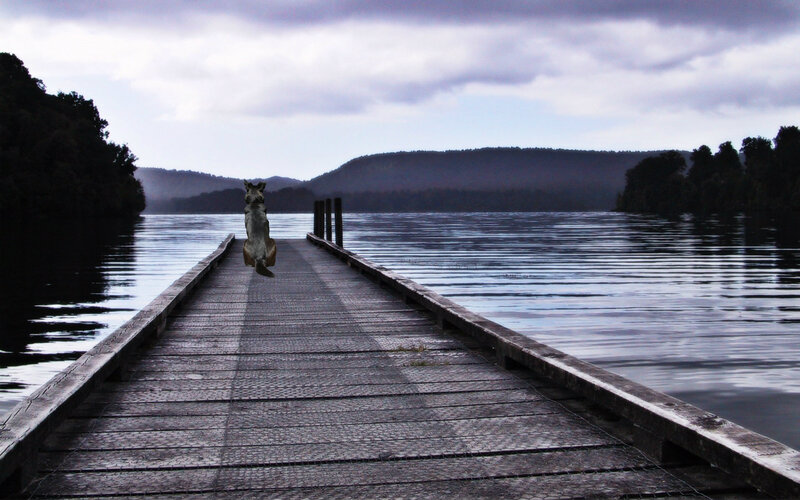 Dog on a Dock — Blue, Serene, Morning